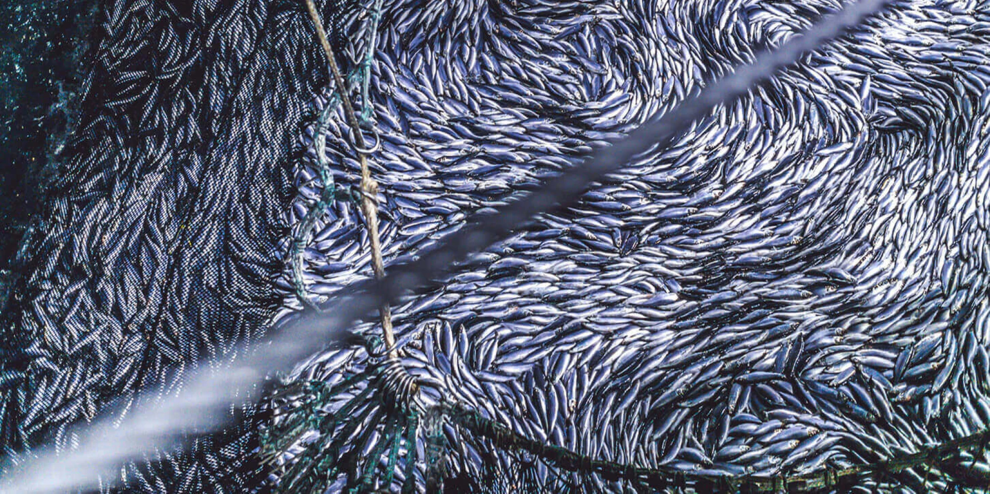 Sustainability & Standards