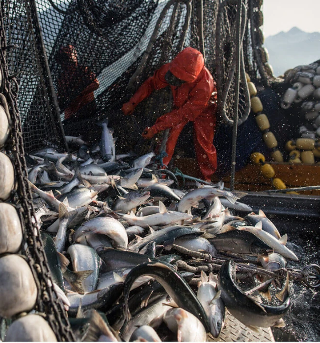 Fishing vessel deckhands unloading catch