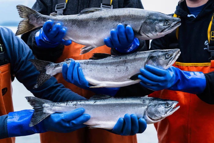 Fishermen holding freshly-caught salmon