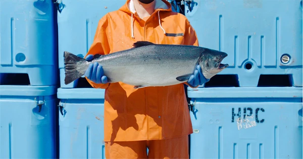 Fisherman holding a freshly caught fish