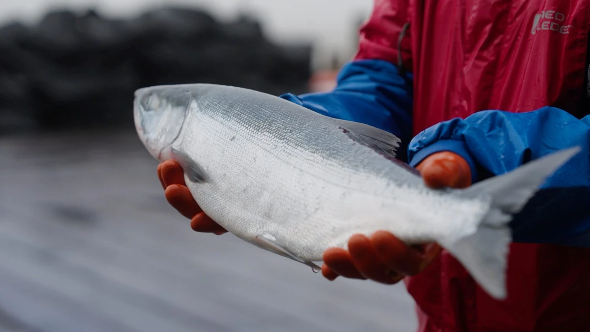 Silver Bay Seafoods Mission
