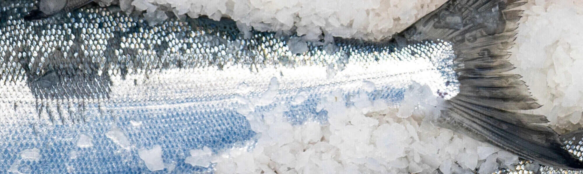 Canned Salmon