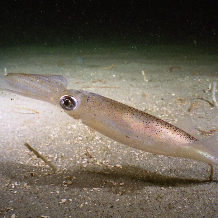 Squid at the bottom of the sea