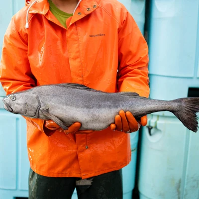 Harvester holding sablefish