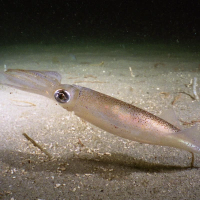 Squid on the bottom of the ocean